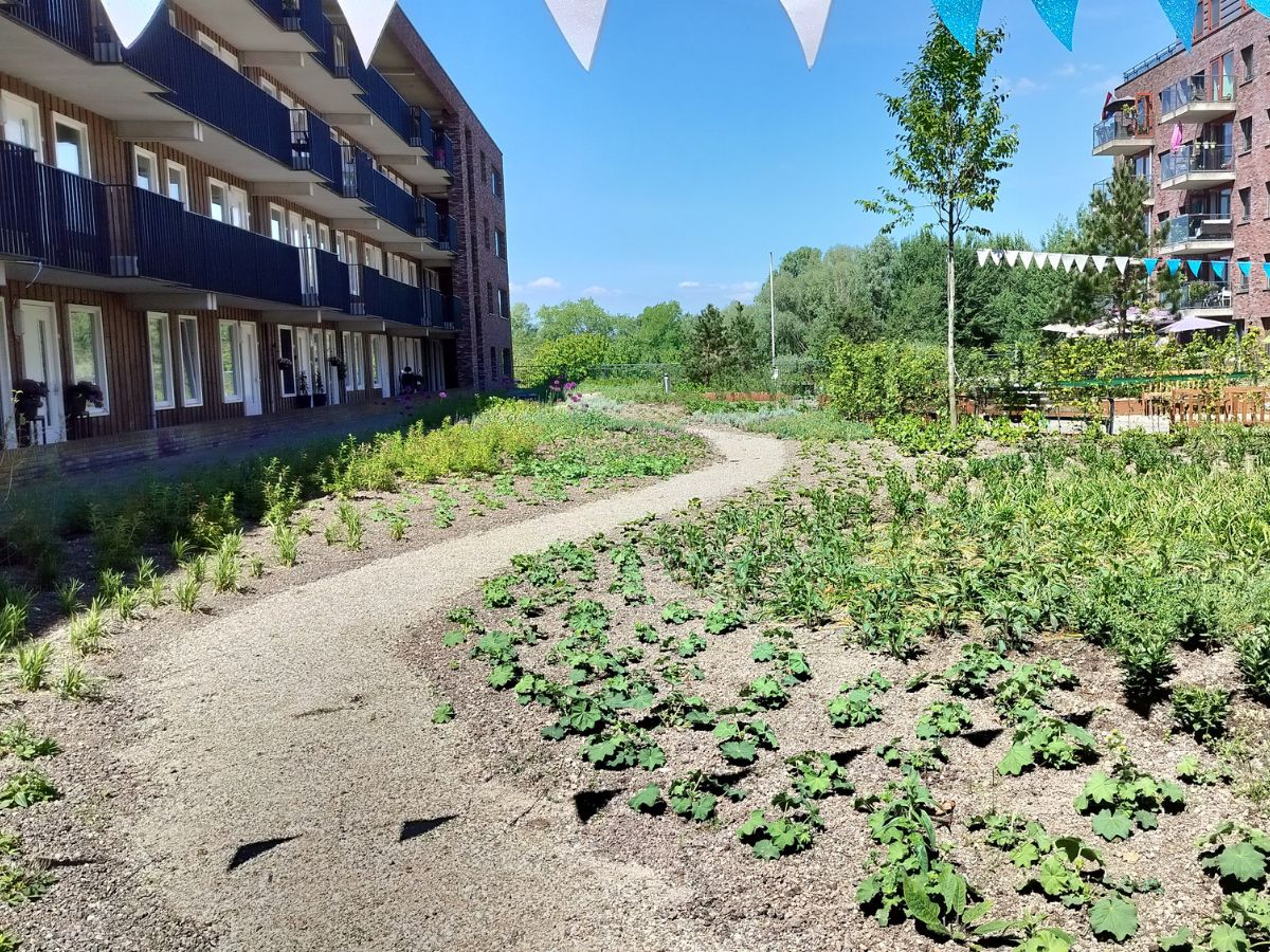 Daktuin Kadoelerbeek Amsterdam (2)