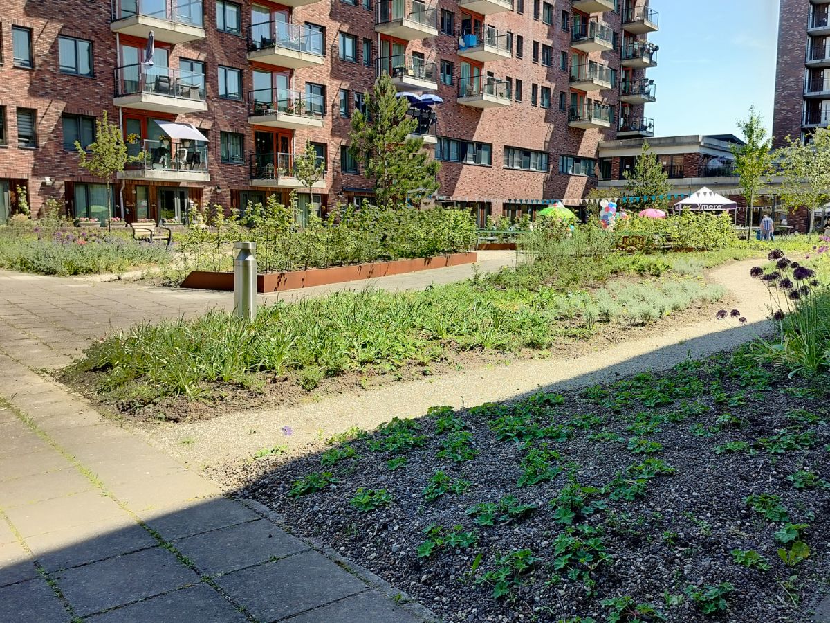 Daktuin Kadoelerbeek Amsterdam (5)