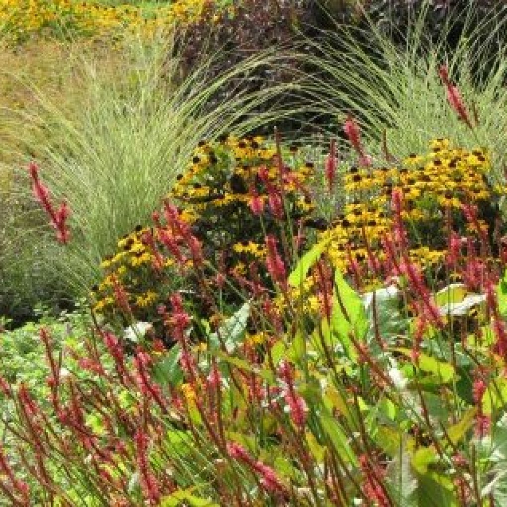 Graaf Florishof Deventer daktuin