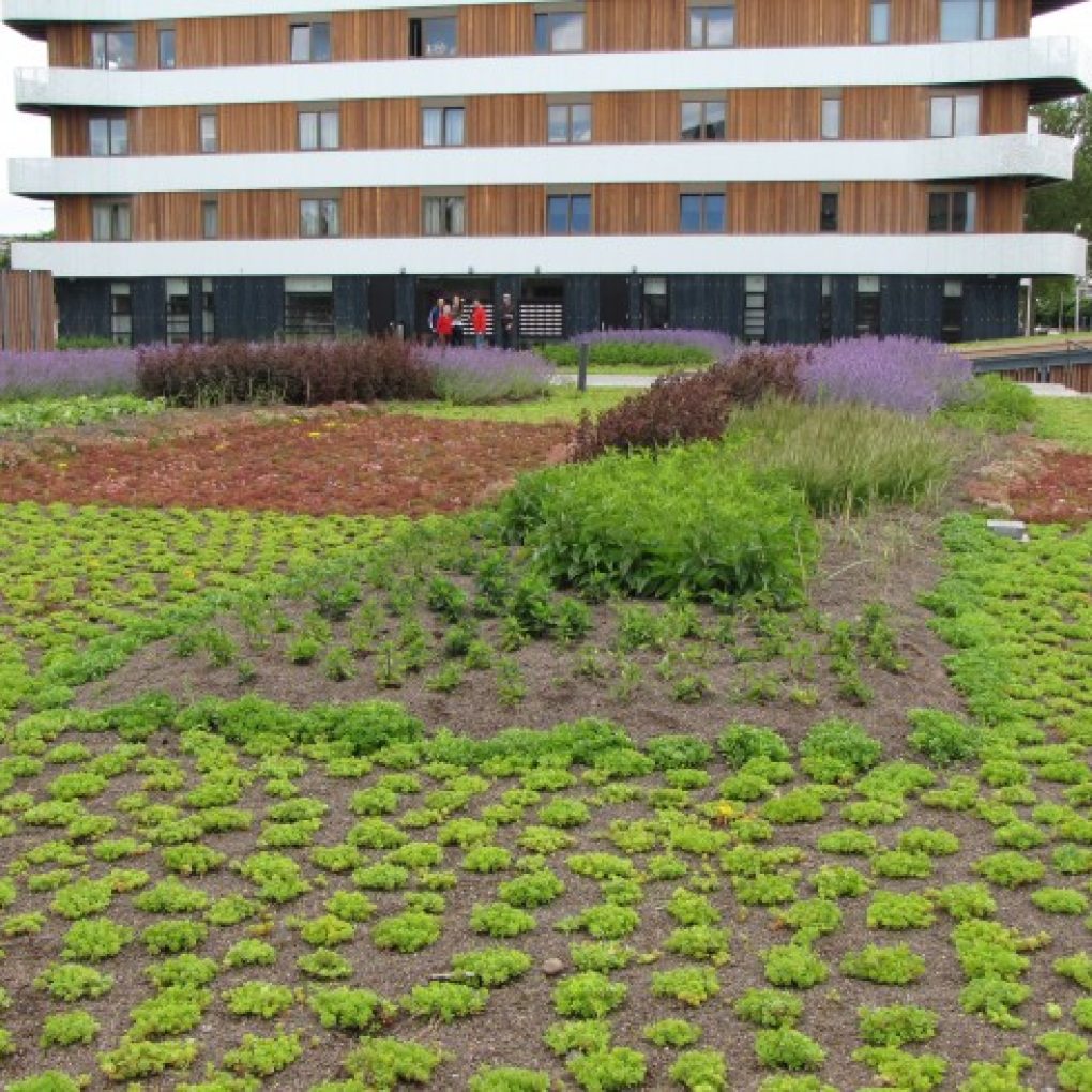 Daktuin de Hatert